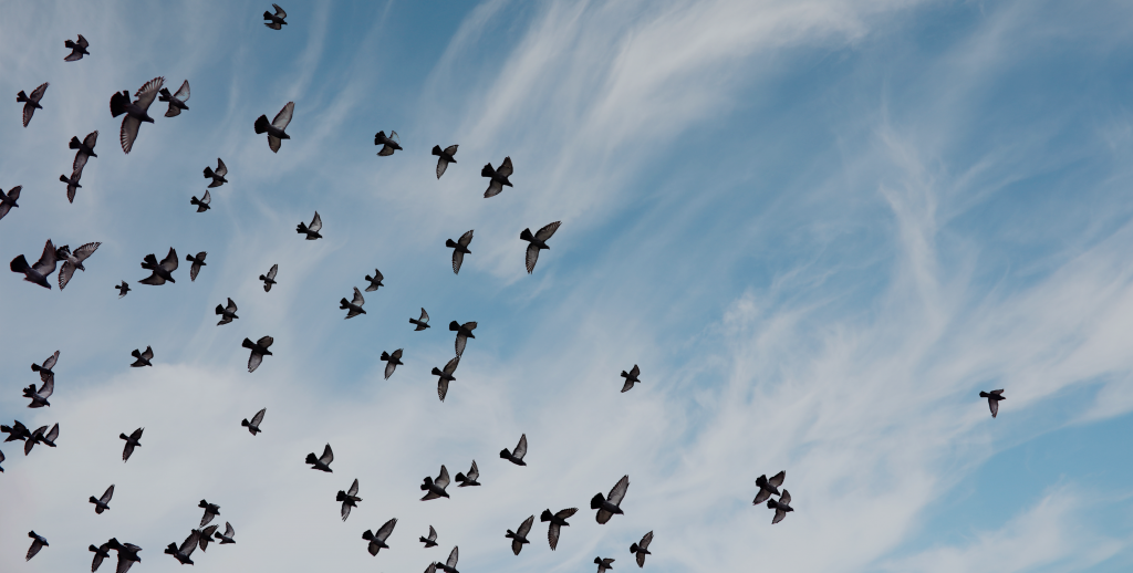 Стая голубей в небе фото