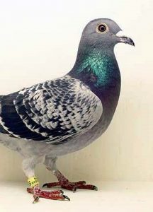 Pigeon Racing Clocks | Pigeon Electronic Bands | Contact Us