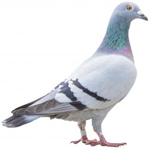 close up fulll body of speed racing pigeon bird isolate white background